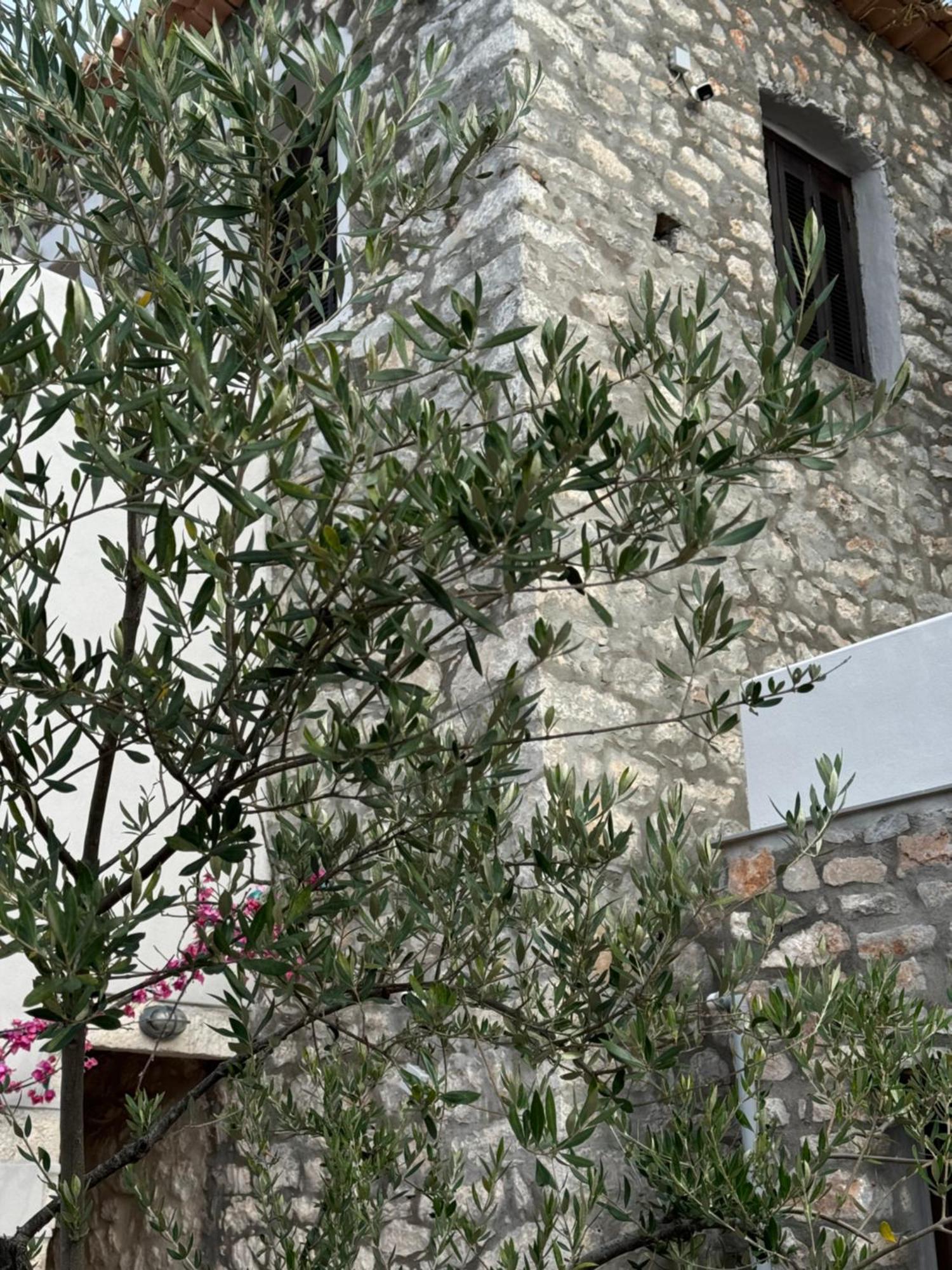 Elia Luxury Rooms Areopoli Dış mekan fotoğraf